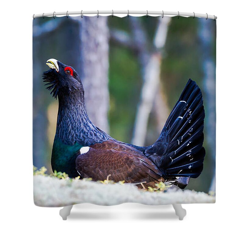 Wood Grouse Ws Shower Curtain featuring the photograph Wood grouse WS by Torbjorn Swenelius