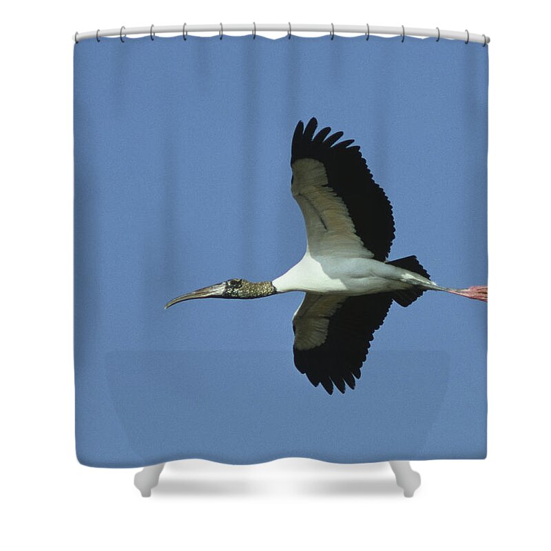 Native Shower Curtain featuring the photograph Wood Stork flies over by Mark Wallner