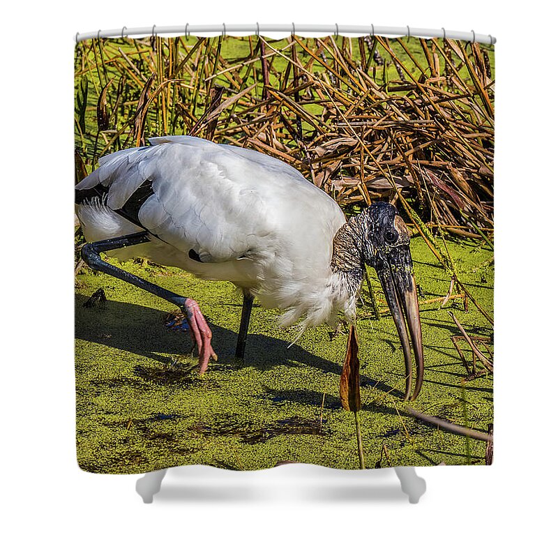 Red Bug Slough Shower Curtain featuring the photograph Wood Stork in Duck Weed by Richard Goldman
