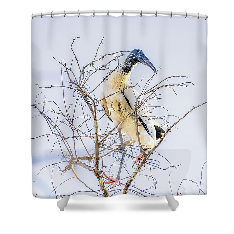 Florida Shower Curtain featuring the photograph Wood Stork sitting in a tree by Framing Places