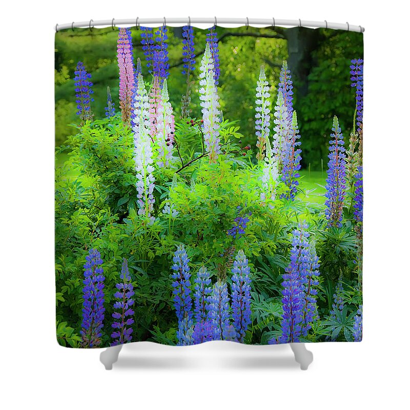 Lupines Shower Curtain featuring the photograph Woodland Fantasy by Jeff Cooper