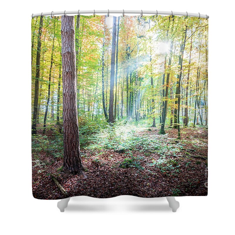 Autumn Shower Curtain featuring the photograph Woodland In Fall by Hannes Cmarits