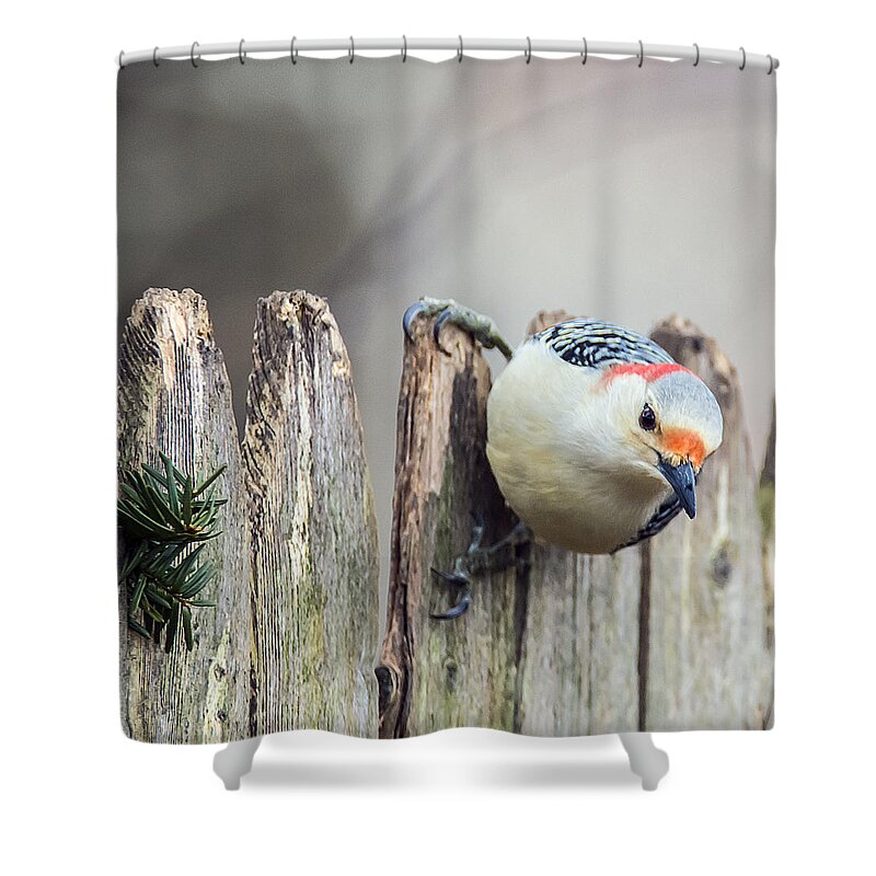 Bird Shower Curtain featuring the photograph Woodpecker 0837 by Cathy Kovarik
