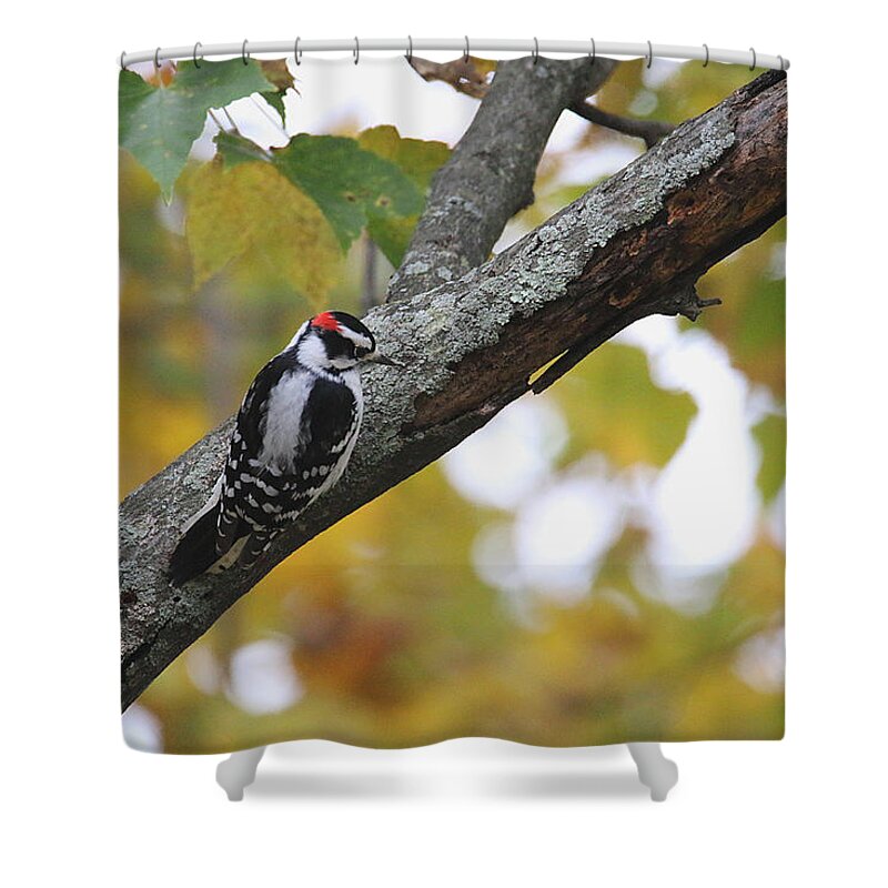 Woodpecker Shower Curtain featuring the photograph Woodpecker and Autumn by Living Color Photography Lorraine Lynch