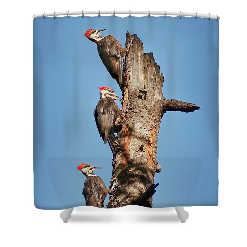 Bird Shower Curtain featuring the photograph Woodpecker Trio by John Christopher