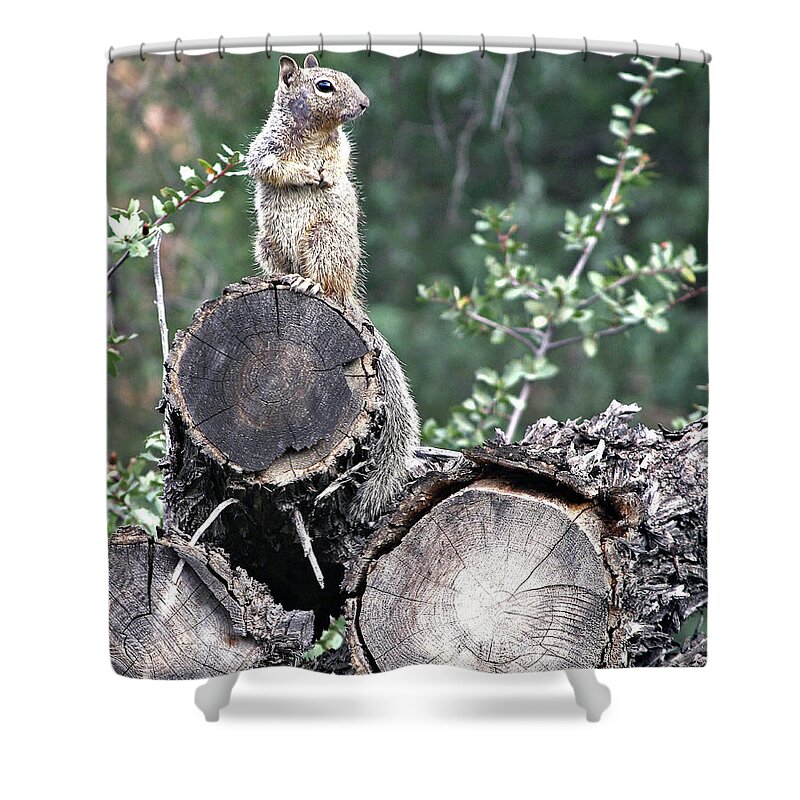 Squirrel Shower Curtain featuring the photograph Woodpile Squirrel by Matalyn Gardner