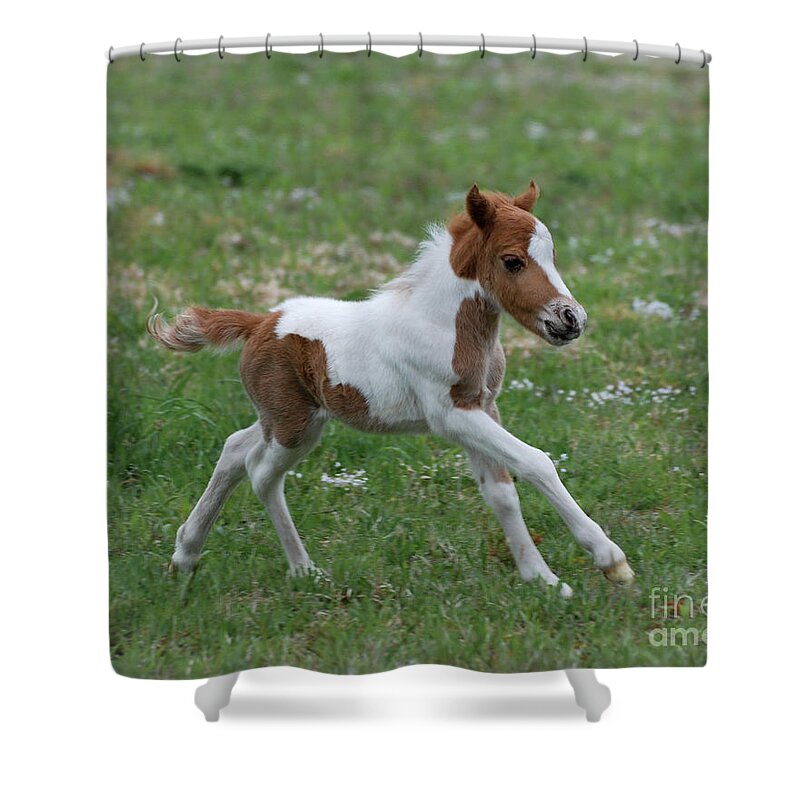 Miniature Horse Shower Curtain featuring the photograph Wyatt by Amy Porter