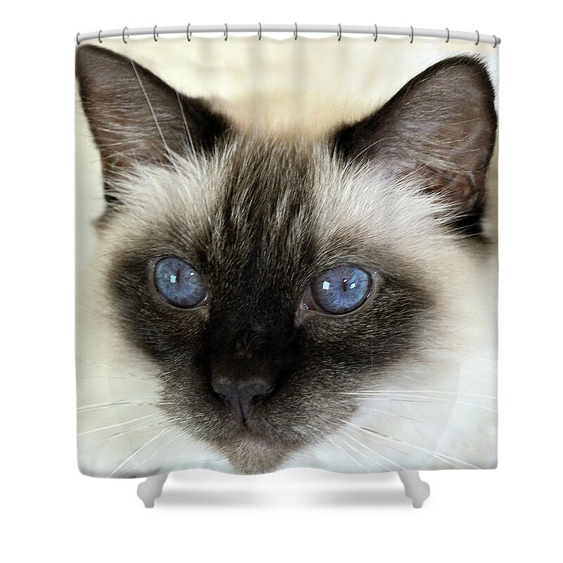 Siamese Shower Curtain featuring the photograph Wynter by Diane Giurco