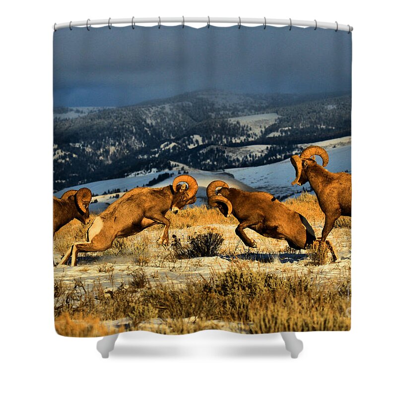 Bighorns Shower Curtain featuring the photograph Wyoming Bighorn Brawl by Adam Jewell