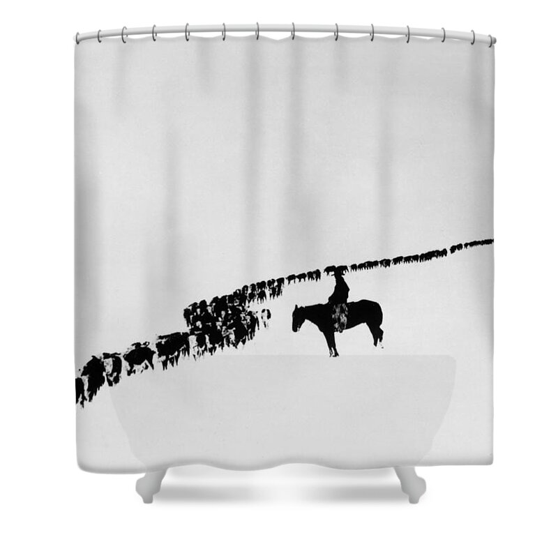 1920 Shower Curtain featuring the photograph WYOMING CATTLE, c1920 by Charles J Belden