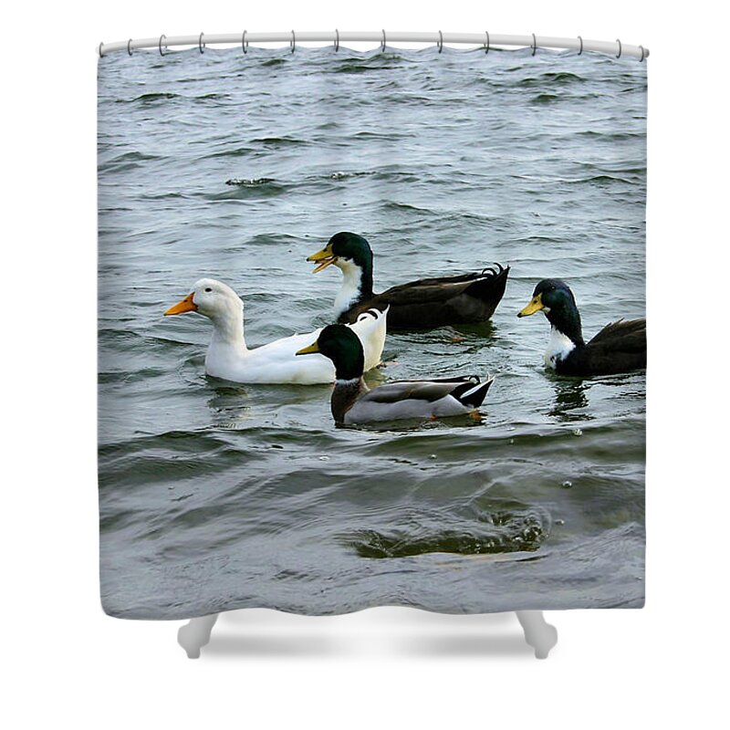Ducks Shower Curtain featuring the photograph Yak Yak Yak One in Every Crowd by Kristin Elmquist