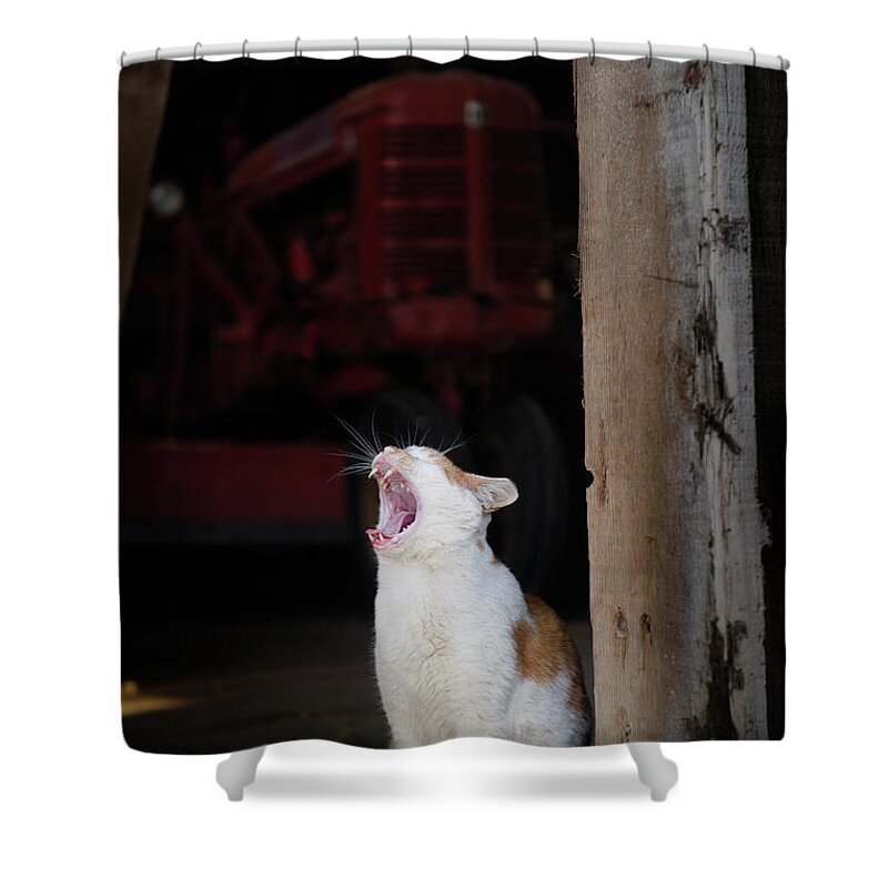 Animals Shower Curtain featuring the photograph Yawning Barn Cat and Tractor by Dennis Dame