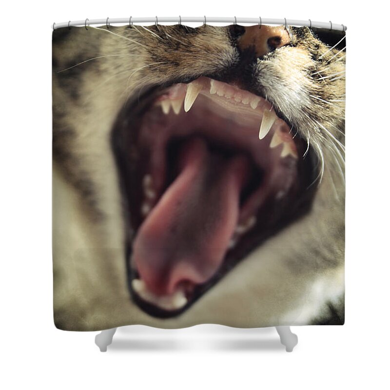 Cat Shower Curtain featuring the photograph Yawning by Cambion Art