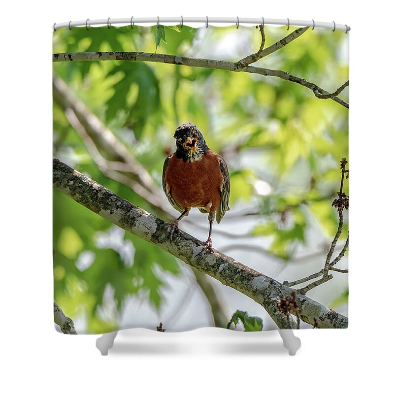  Shower Curtain featuring the photograph Yelling Robin by Joseph Caban