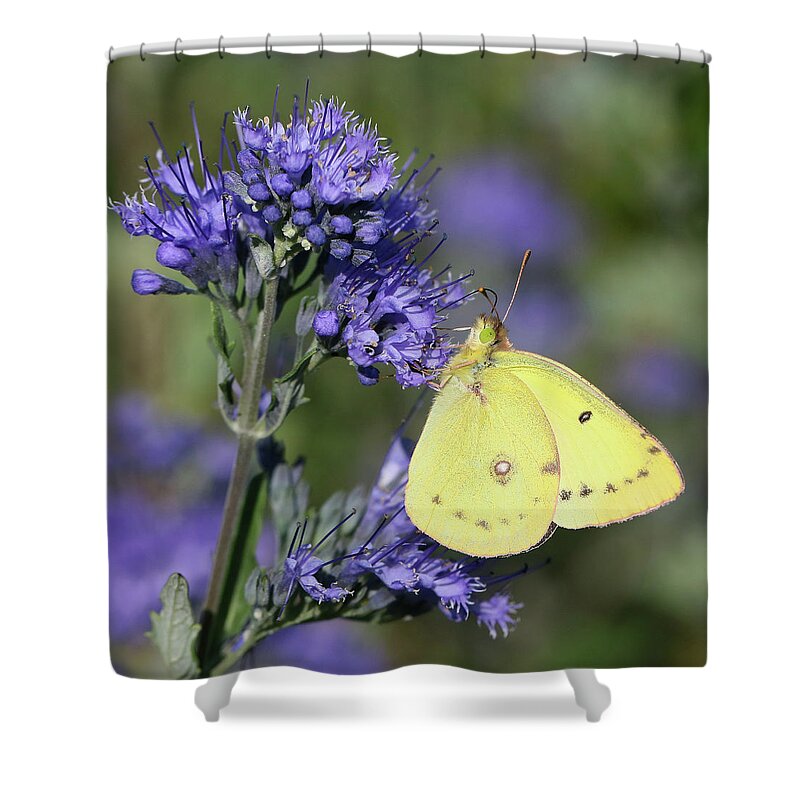 Cloudless Sulphur Butterfly Shower Curtain featuring the photograph Yellow and Indigo by Doris Potter