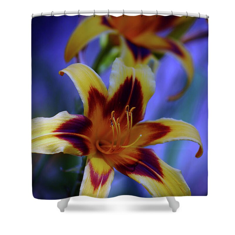 Yellow Shower Curtain featuring the photograph Yellow and Orange and Garnet Daylilies 1270 H_2 by Steven Ward