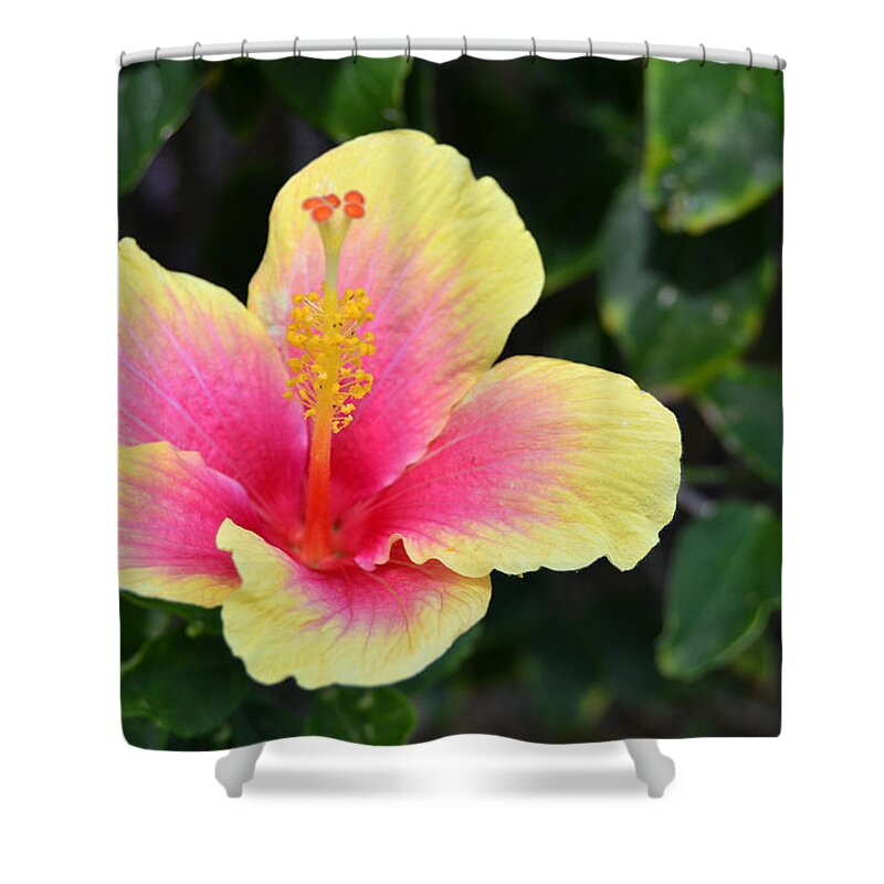 Flower Shower Curtain featuring the photograph Yellow and Pink Hibiscus 1 by Amy Fose