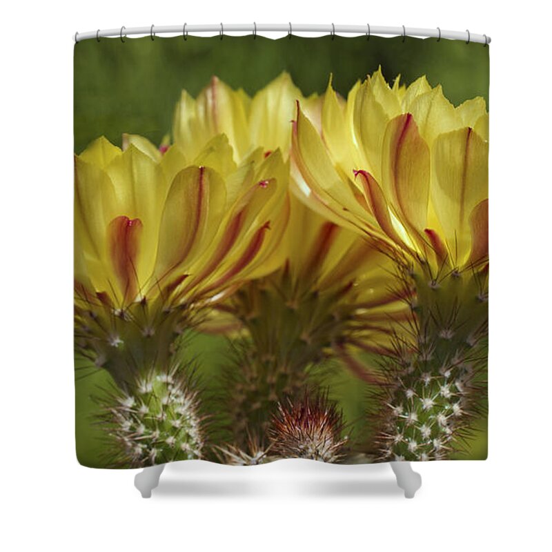 Flowers Shower Curtain featuring the photograph Yellow and red cactus flowers by Elvira Butler