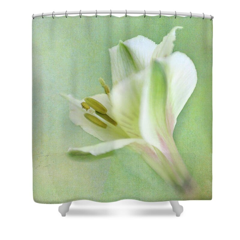 Alstroemeria Shower Curtain featuring the photograph Yellow and White Peruvian Lily by David and Carol Kelly