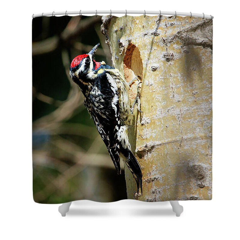 Gary Hall Shower Curtain featuring the photograph Yellow-bellied Sapsucker 2 by Gary Hall