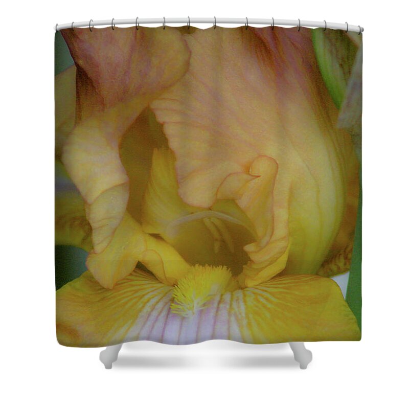 Home Décor Shower Curtain featuring the photograph Yellow Blush Iris 1284 H_2 by Steven Ward