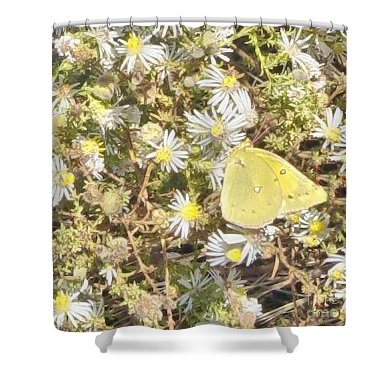 Yellow Shower Curtain featuring the photograph Pink Edged Sulphur Butterfly by Janette Boyd