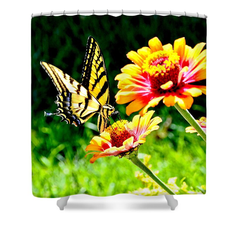 Nature Shower Curtain featuring the photograph Yellow Butterfly on Flower by Amy McDaniel