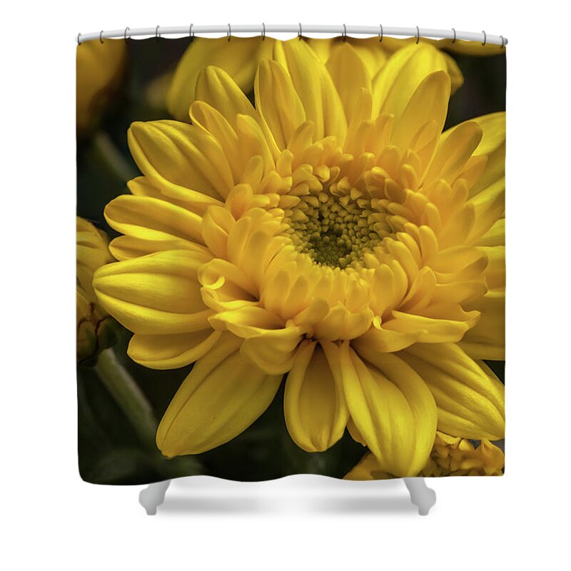 Flower Shower Curtain featuring the photograph Yellow chrysanthemum flower by Tim Abeln