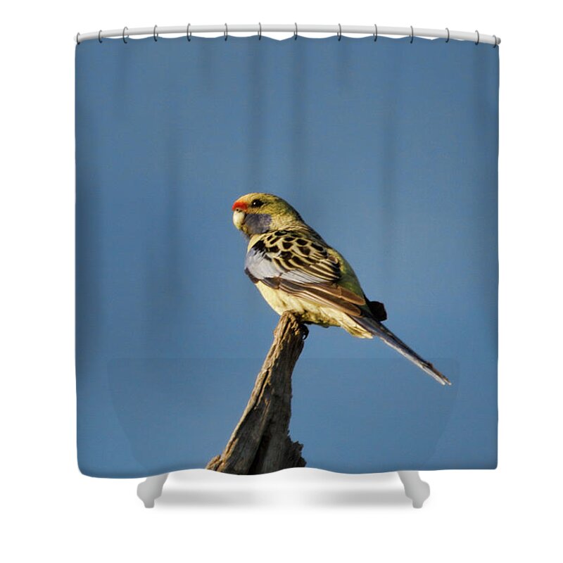 Yellow Crimson Rosella. Bird Shower Curtain featuring the photograph Yellow Crimson Rosella by Douglas Barnard