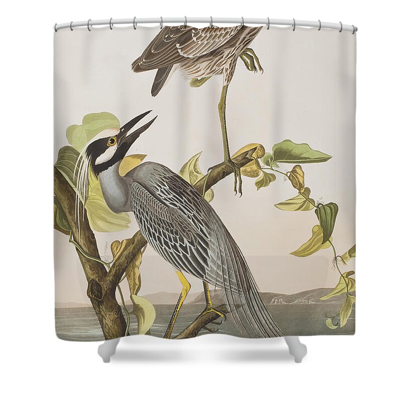 Audubon Shower Curtain featuring the painting Yellow Crowned Heron by John James Audubon