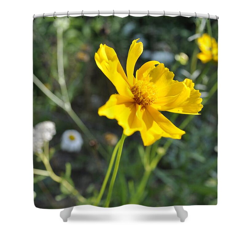 Coreopsis Photograph Shower Curtain featuring the photograph Yellow Cup by Penny Neimiller
