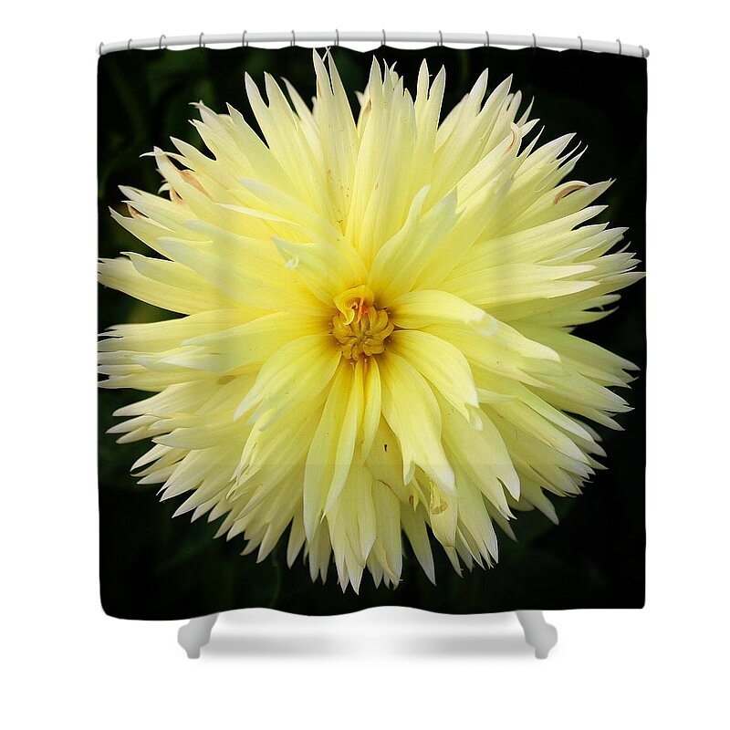 Dahlia Shower Curtain featuring the photograph Yellow Dahlia by Brian Eberly