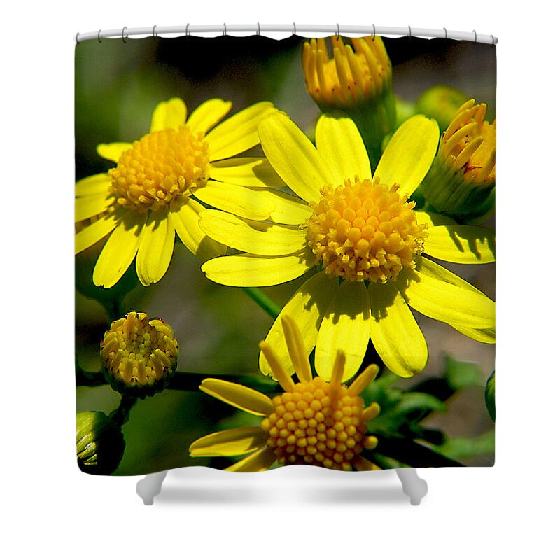 Dasy Shower Curtain featuring the photograph Yellow Daisy by Adam Johnson