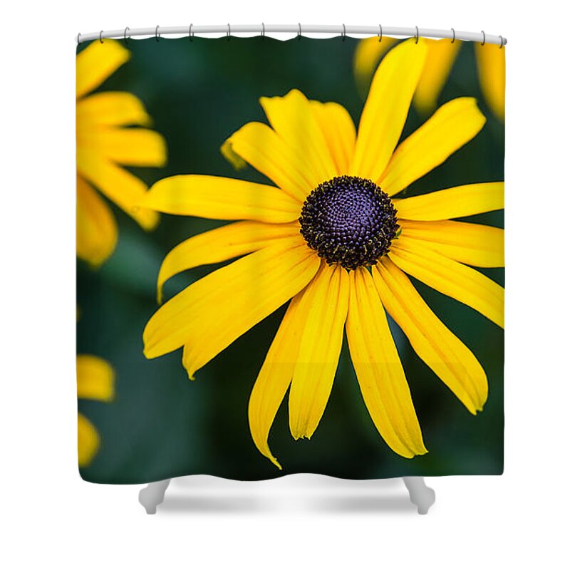  Shower Curtain featuring the photograph Yellow Daisy by David Downs