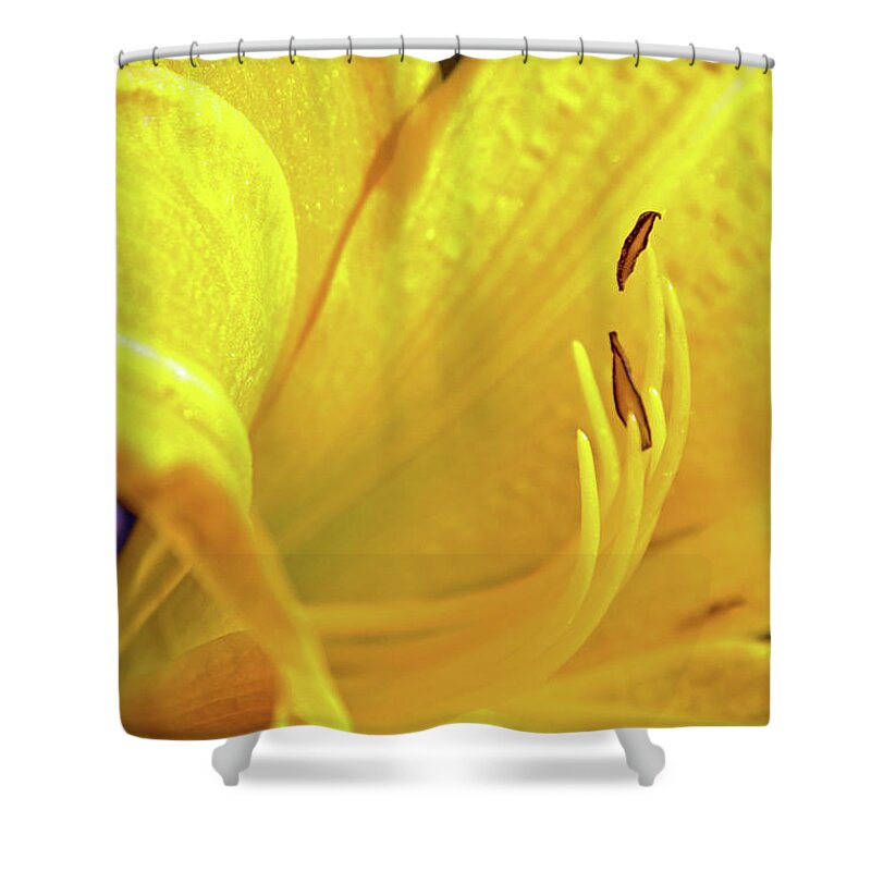 Nature Shower Curtain featuring the photograph Yellow Day Lily by Kay Lovingood