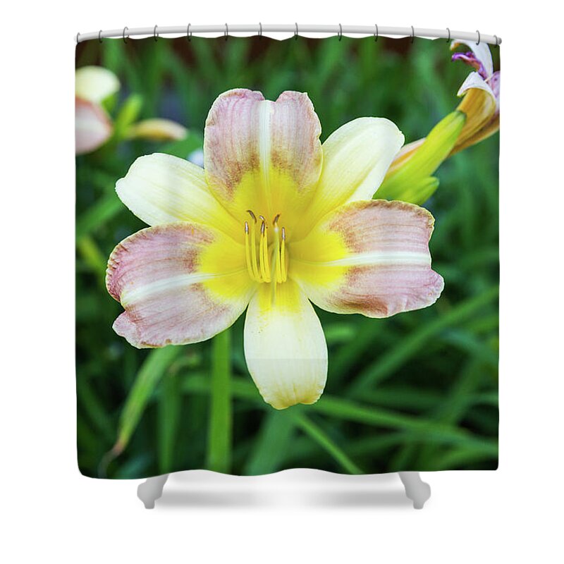 Daylily Shower Curtain featuring the photograph Yellow Daylily by D K Wall