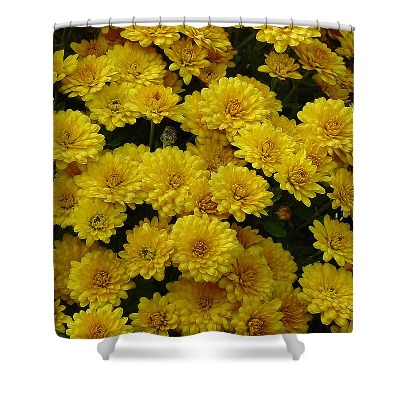 Yellow Shower Curtain featuring the photograph Yellow Fall by Shirley Heyn