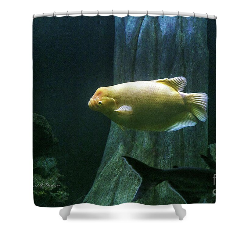 Butterfly Wonderland Shower Curtain featuring the photograph Yellow Fish In Tank by Richard J Thompson