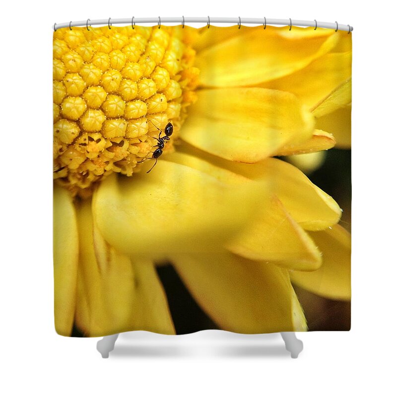 Scoobydrew81 Andrew Rhine Macro Flower Instagram Petals Yellow Nature Ant Bug Insect Flower Flowers Bloom Blooms Sprint Springtime Botanical Botany Flora Art Floral Color Bright Shower Curtain featuring the photograph Yellow flower ant Macro by Andrew Rhine