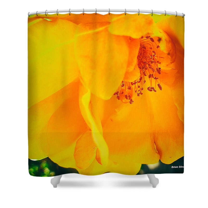 Yellow Shower Curtain featuring the digital art Yellow Flower Enhanced by Brian Gilna