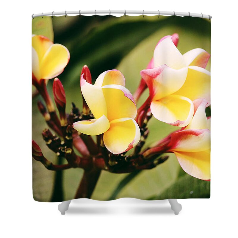 #flower #yellow #lanzarote #spain Shower Curtain featuring the photograph Yellow flower by Martina Uras