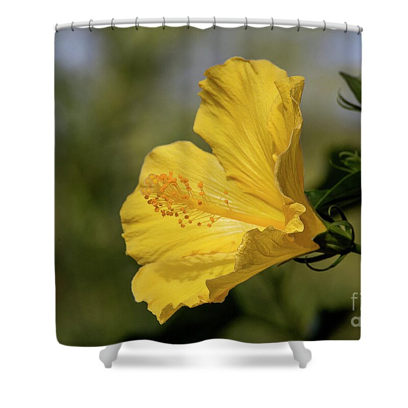 Yellow Hibiscus Shower Curtain featuring the photograph Yellow Hibiscus by Elisabeth Lucas