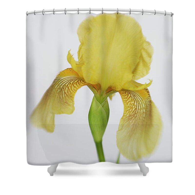 Bloom Shower Curtain featuring the photograph Yellow Iris a Symbol of Passion by David and Carol Kelly