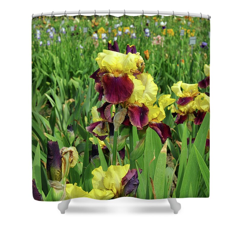 Iris Shower Curtain featuring the photograph Yellow Iris by Diane Lent