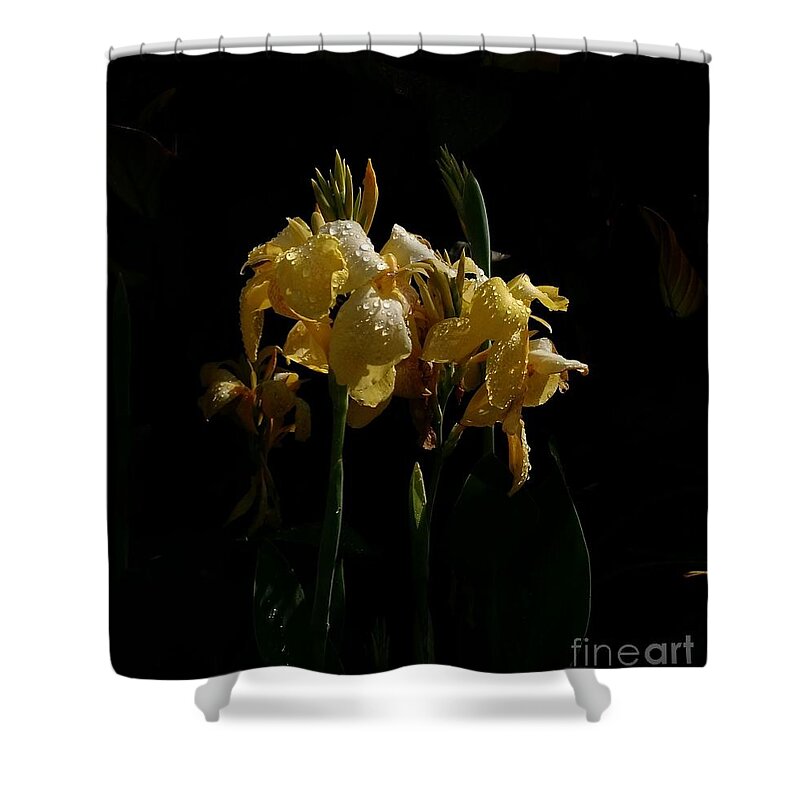 Yellow Bearded Irises Shower Curtain featuring the photograph Yellow Irises Illuminated by Anita Adams