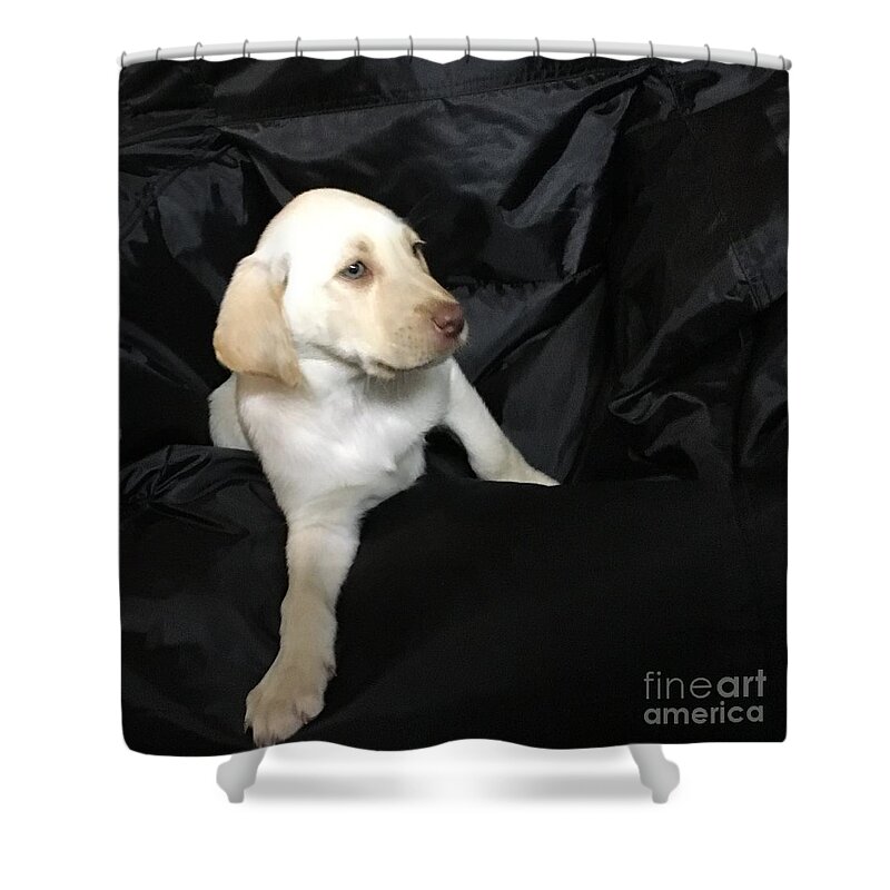 Lab Shower Curtain featuring the photograph Yellow Lab Puppy Sadie by Jeffrey Koss
