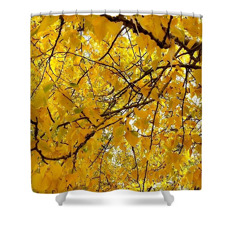 Poplar Trees Shower Curtain featuring the photograph Yellow Leaf by Jennifer Lake