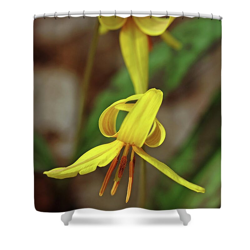 Lily Shower Curtain featuring the photograph Yellow Lily Wildflower by Debbie Oppermann