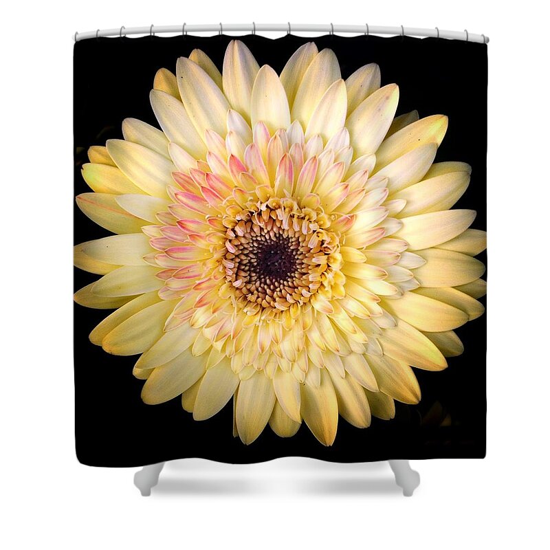 Scoobydrew81 Andrew Rhine Flower Flowers Yellow Pink Cream Petals Bloom Blooms Macro Botanical Black Contrast Petal Botanical Botany Floral Flora Simple Round Spring Gerbera Daisy Art Sunny Soft Shower Curtain featuring the photograph Yellow Pink Bloom 1 by Andrew Rhine