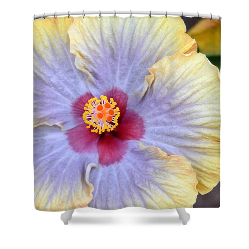 Flower Shower Curtain featuring the photograph Yellow Purple Hibiscus 3 by Amy Fose